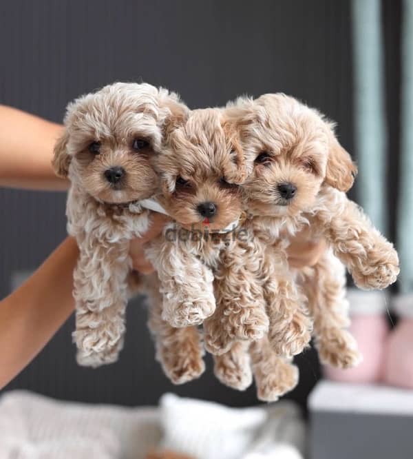 maltipoo_poodle 2