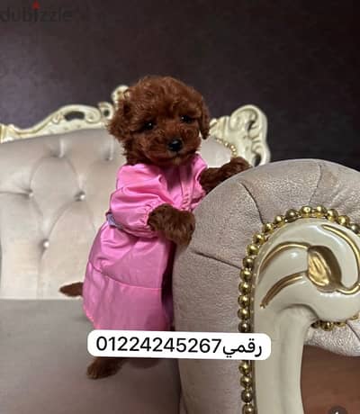poodel_ بودل