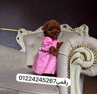 poodle tea cup