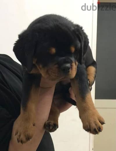 Amazing top Puppies Rottweiler