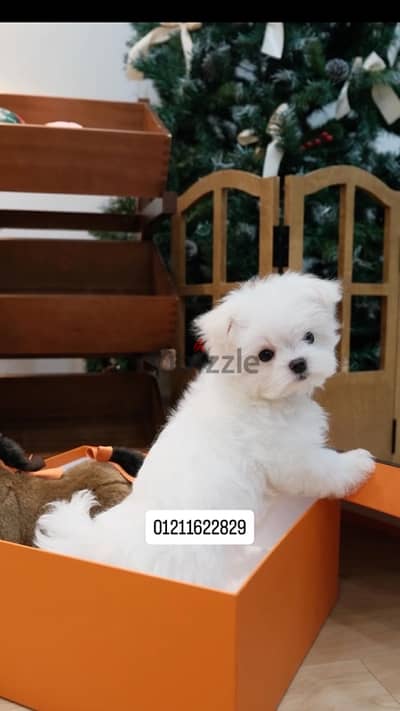 mini maltese puppies ميني مالتيز