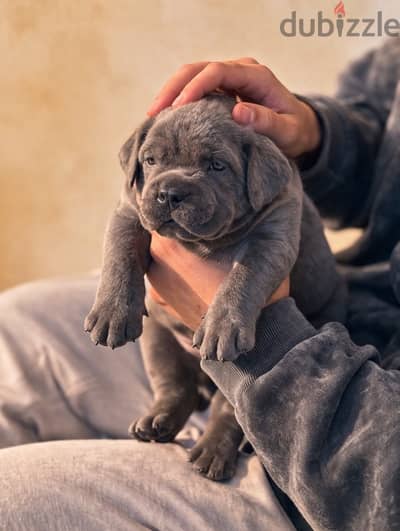 cane corso