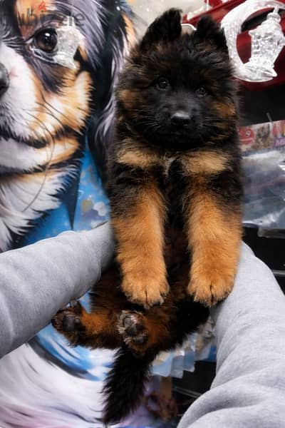 german shepherd long hair 45day