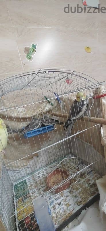 كوكتيل شباب