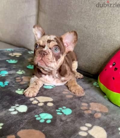 French bulldog puppy girl from Russia