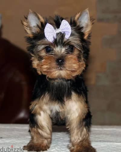 Yorkshire terrier puppy female from Russia