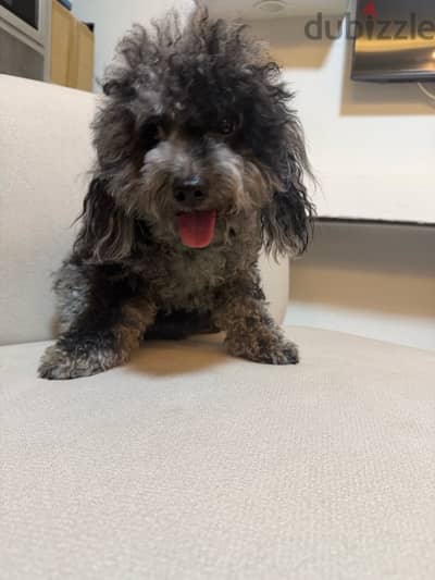 Merle toy poodle