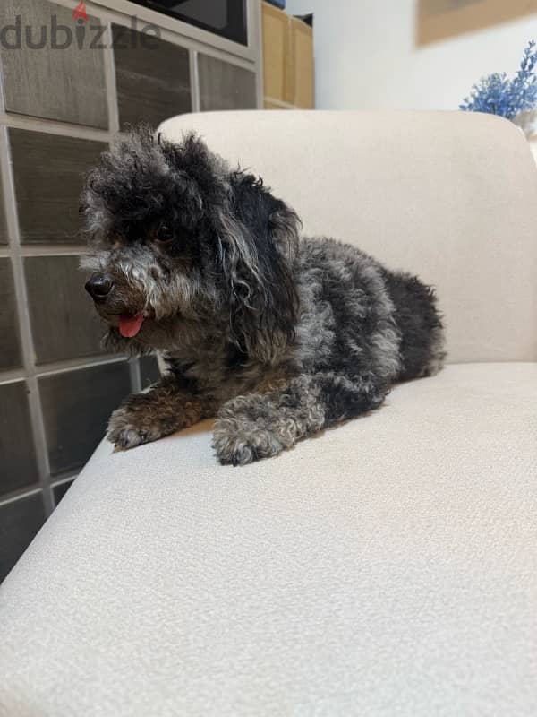 Merle toy poodle 1