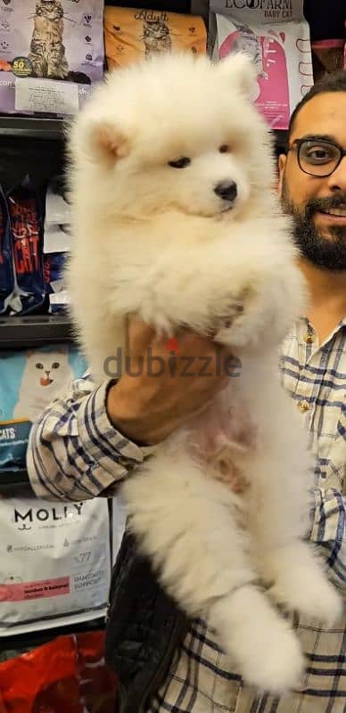 Samoyed puppies