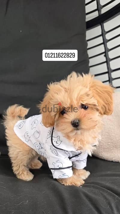 poodle x maltipoo puppies مالتيبو