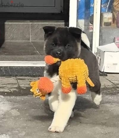 American Akita puppy male