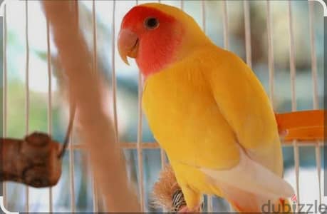 روز لاتيني