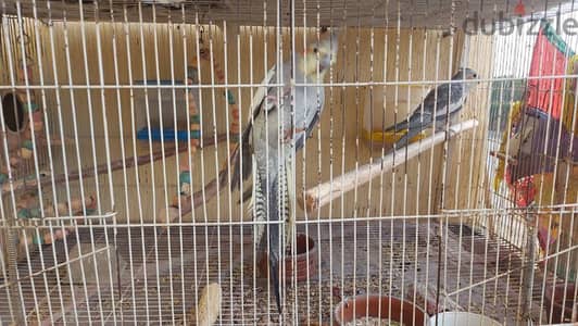 كوكتيل سينامون عمر حوالى ٦ شهور و قفص مطار