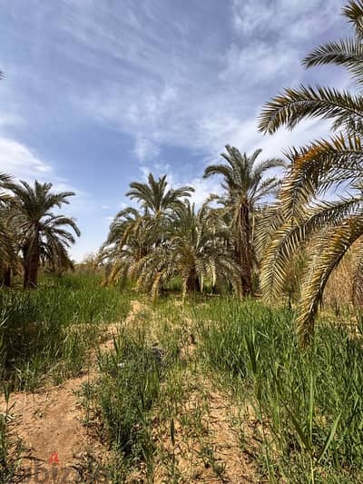 مزرعة تمور مميزة للبيع في واحة سيوة – محافظة مطروح