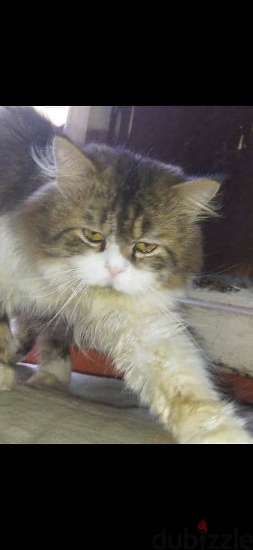 mink Ragdoll 1
