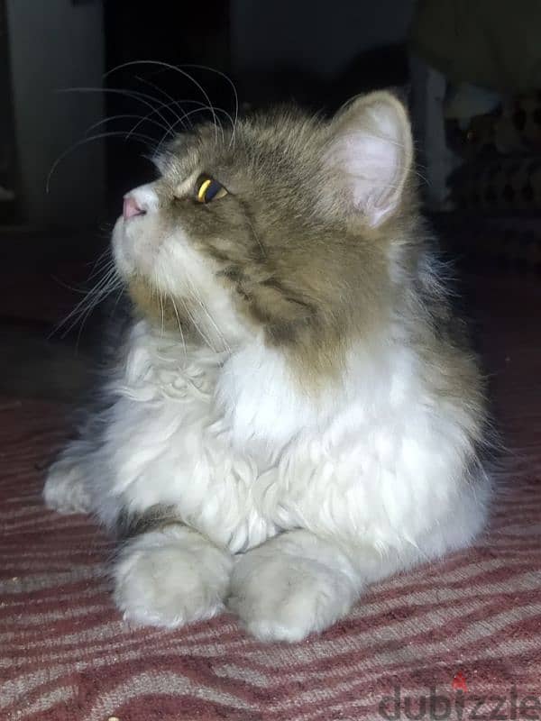 mink Ragdoll 2
