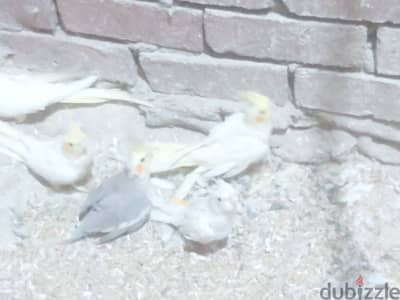 كوكتيل البينو وحبشي ولاتيني