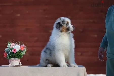 Australian shepherd puppy boy from Russia