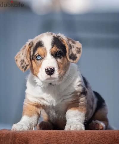 Welsh corgi cardigan puppy male from Russia