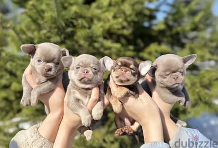 Chihuahua puppy male from Russia