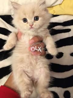 ٣ قطط شيرازي بيور مون فيس شعر كثيف عمر ٤٥ يوم للبيع 0