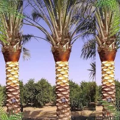 نخل مثمر من مشاتل روز ميلو للاشجار والنخيل واللاند سكيب