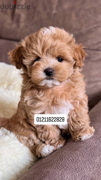 poodle x maltipoo puppies مالتيبو