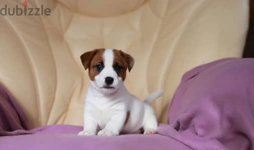 Jack Russell Terrier puppy female from Russia