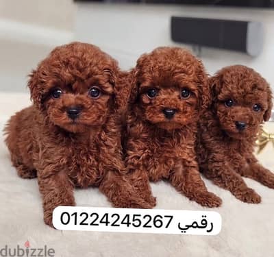 poodle puppy