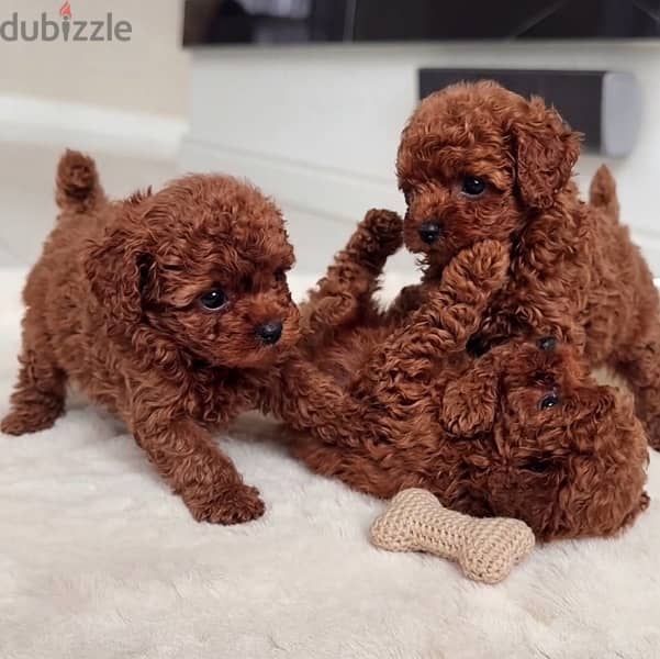poodle puppy 1