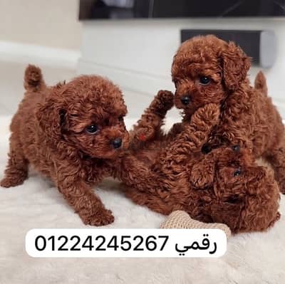 poodel 45 days - بودل ولاد وبنات
