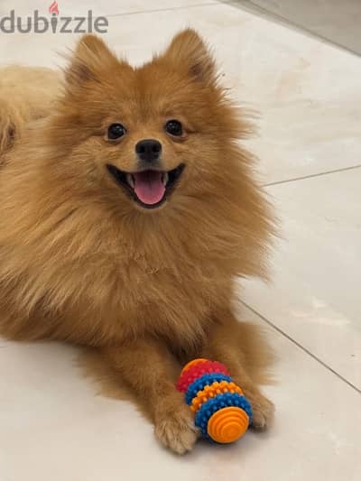 Beautiful 10 month old female Pomeranian