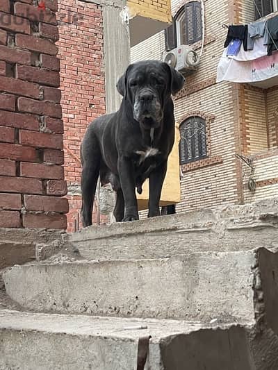 cane corso. كين كورسو. نتايه