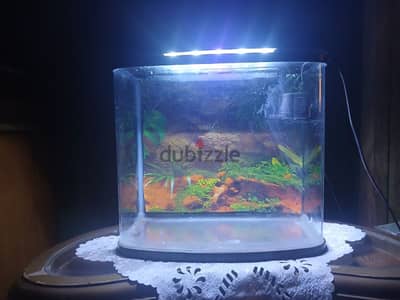 حوض سمك / fish tank