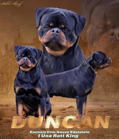 روت وايلر-Rottweiler