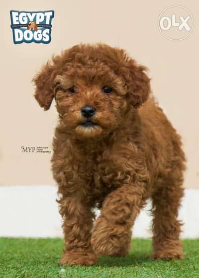 Olx toy clearance poodle