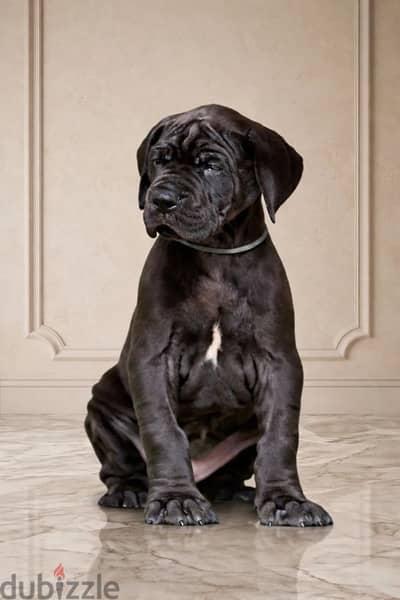 Great Dane puppy female from Russia