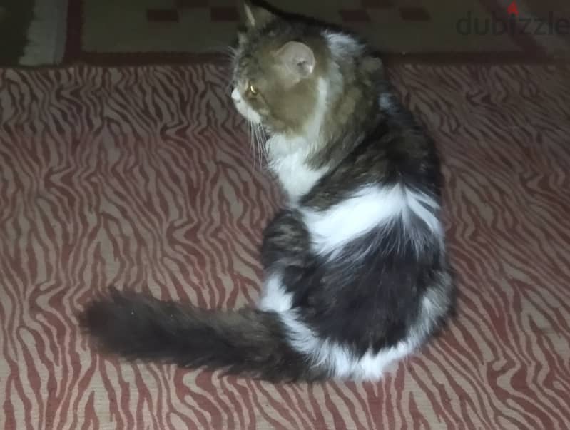 mink Ragdoll 3