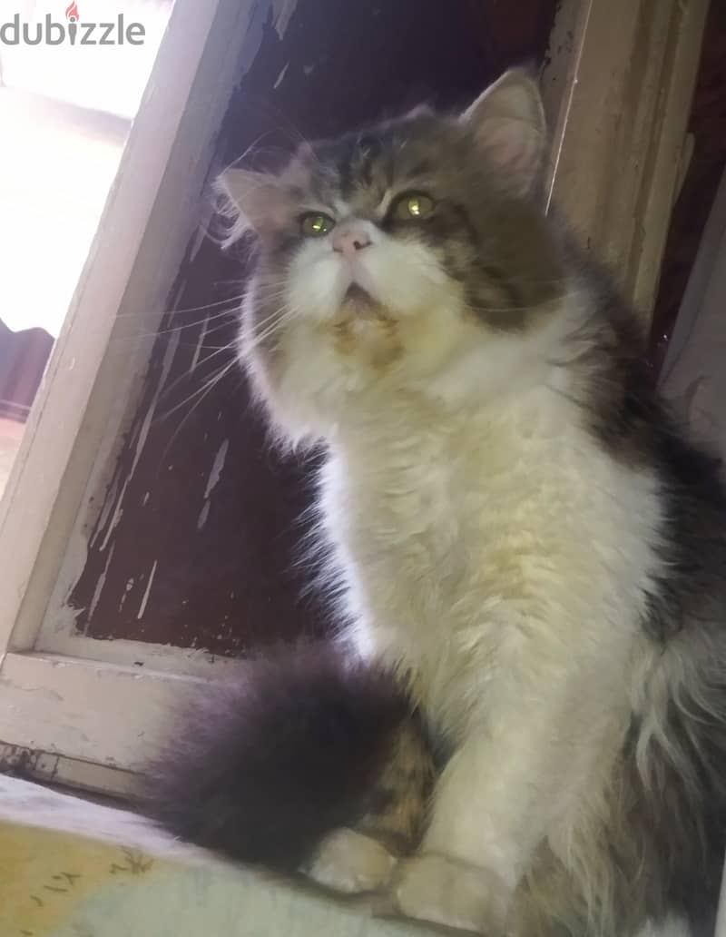 mink Ragdoll 4