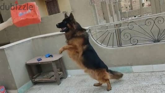 كلب ذكر متاح للزواج فقط وليس للبيع
