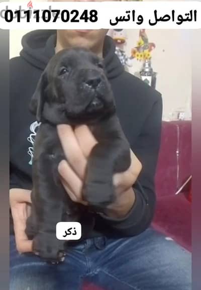 جريت دان جريد دان Great Dan