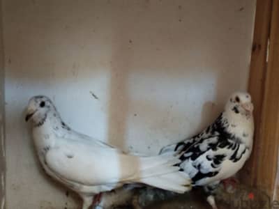 العجمي البيطاش