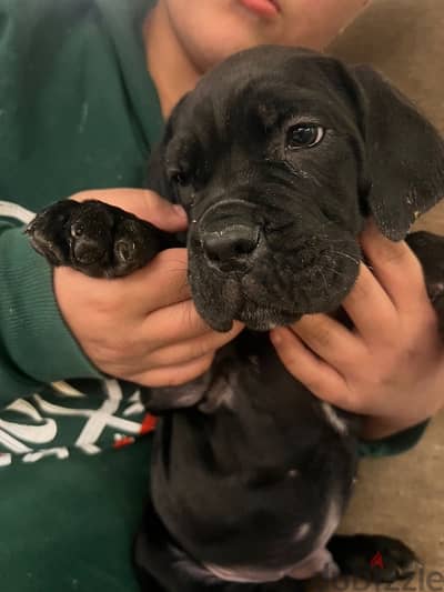 cane corso for sell