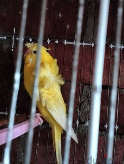 ذكر لاسونيج اصفر شغال للبيع للتوصل 01271667485
