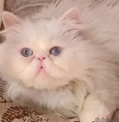 قطه بيرشن زورار باولادها