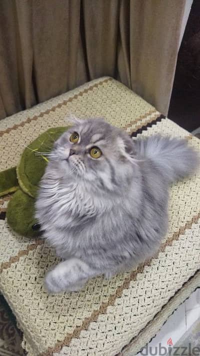 Scottish fold male قط اسكوتش فولد