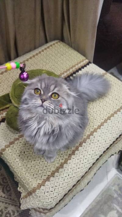 Scottish fold male قط اسكوتش فولد