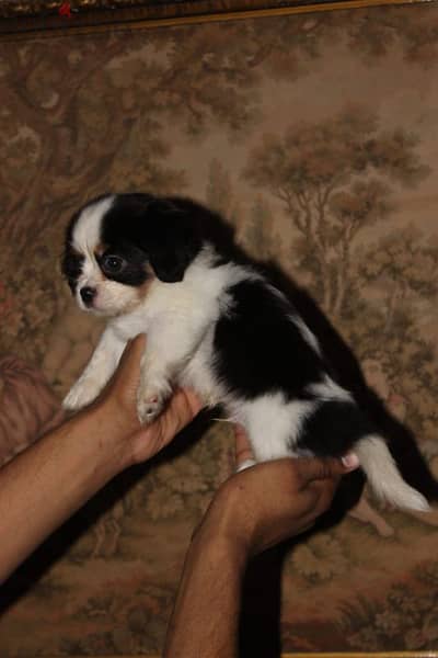 Available puppies cavalier king Charles