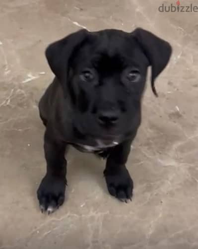 cane corso for sell