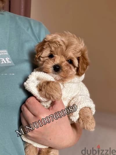 مالتي بو-توي بودل Maltipoo -poodle puppy